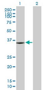 KIF6 Polyclonal Antibody, MaxPab™