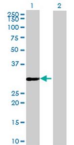 LOC222701 Polyclonal Antibody, MaxPab™