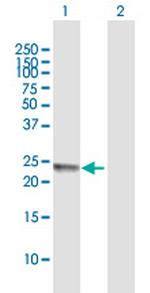 FERD3L Polyclonal Antibody, MaxPab™