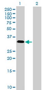 MAPK15 Polyclonal Antibody, MaxPab™