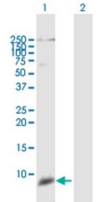 DEFB111 Polyclonal Antibody, MaxPab™