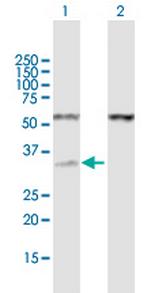 RNASEH1 Polyclonal Antibody, MaxPab™