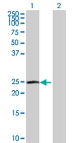 IL27 Polyclonal Antibody, MaxPab™