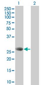 STXBP4 Polyclonal Antibody, MaxPab™