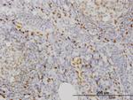 EBF3 Monoclonal Antibody (8D6)