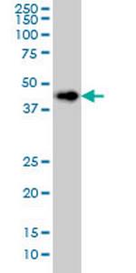 LASS6 Monoclonal Antibody (5H7)