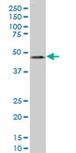 LASS6 Monoclonal Antibody (6B8)