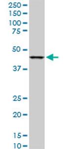 LASS6 Antibody in Western Blot (WB)