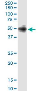 ANGPTL5 Antibody in Western Blot (WB)