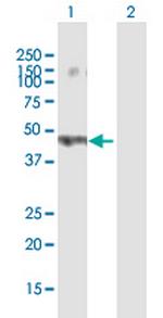 FLJ30934 Polyclonal Antibody, MaxPab™