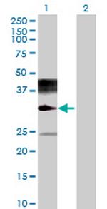 NAALADL2 Polyclonal Antibody, MaxPab™