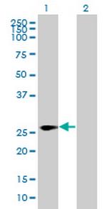 LRRC57 Polyclonal Antibody, MaxPab™