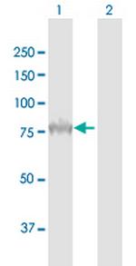 PCSK9 Polyclonal Antibody, MaxPab™
