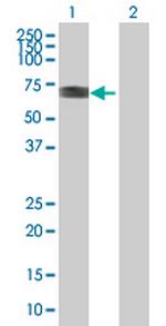 FLJ35880 Antibody in Western Blot (WB)