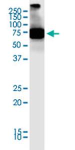 SCML4 Monoclonal Antibody (2G12)