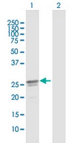 C17orf66 Polyclonal Antibody, MaxPab™
