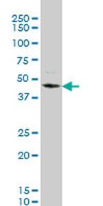 STK32C Monoclonal Antibody (4D12)