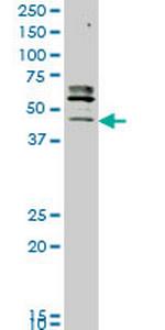 STK32C Monoclonal Antibody (3E8)