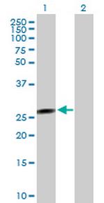 FLJ37201 Polyclonal Antibody, MaxPab™
