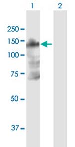 B4GALNT3 Polyclonal Antibody, MaxPab™
