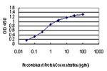 KSR2 Antibody in ELISA (ELISA)