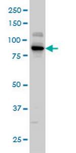 KSR2 Monoclonal Antibody (5C4)