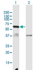 C12orf40 Polyclonal Antibody, MaxPab™