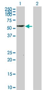 PTRF Polyclonal Antibody, MaxPab™