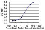 LOC285141 Antibody in ELISA (ELISA)