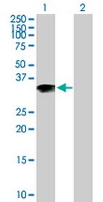 ARL10 Polyclonal Antibody, MaxPab™