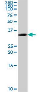 C5orf51 Polyclonal Antibody, MaxPab™