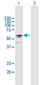 EFHA2 Polyclonal Antibody, MaxPab™