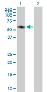 ILDR1 Polyclonal Antibody, MaxPab™