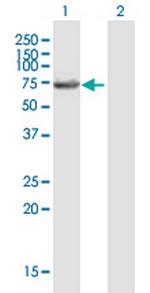 LIN9 Polyclonal Antibody, MaxPab™