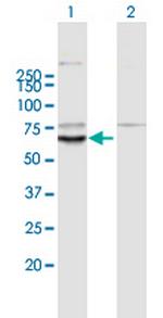 KLHL10 Polyclonal Antibody, MaxPab™