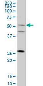 FLJ36180 Monoclonal Antibody (4F8)