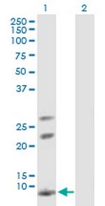 AKR1CL1 Polyclonal Antibody, MaxPab™