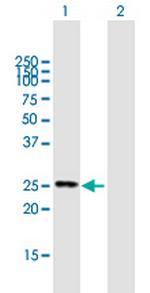 FIGLA Polyclonal Antibody, MaxPab™
