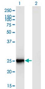 FIGLA Monoclonal Antibody (6A10)
