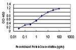 CDKL4 Antibody in ELISA (ELISA)