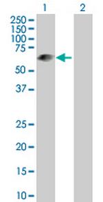 LRIT3 Antibody in Western Blot (WB)