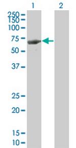 LRIT3 Monoclonal Antibody (3E7)