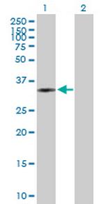 PLCXD3 Polyclonal Antibody, MaxPab™