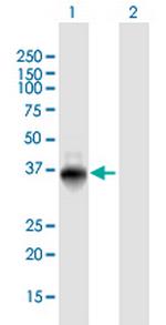 ZNF391 Polyclonal Antibody, MaxPab™