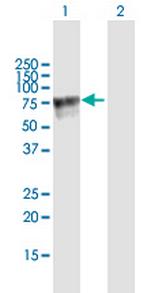 AMIGO2 Polyclonal Antibody, MaxPab™
