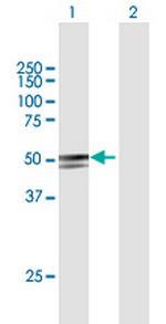 ANKDD1A Polyclonal Antibody, MaxPab™