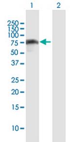 IRF2BP2 Polyclonal Antibody, MaxPab™