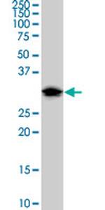 DND1 Antibody in Western Blot (WB)