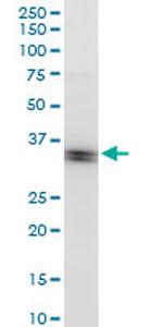 DND1 Antibody in Western Blot (WB)