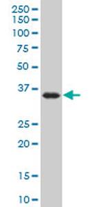 DND1 Monoclonal Antibody (2G11)